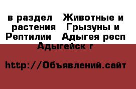  в раздел : Животные и растения » Грызуны и Рептилии . Адыгея респ.,Адыгейск г.